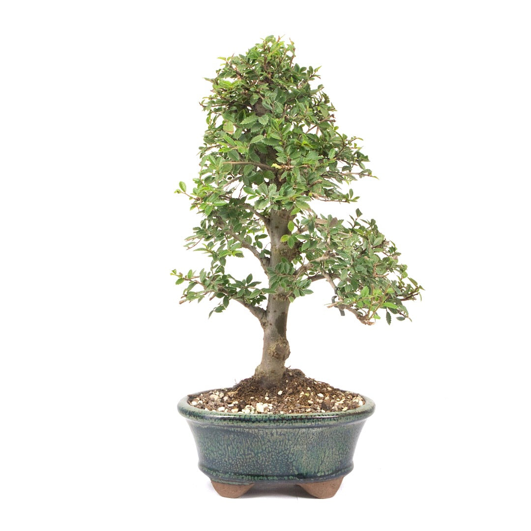 Japanische Ulme 'Ulmus japonica'